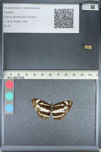 Media type: image;   Entomology 161937